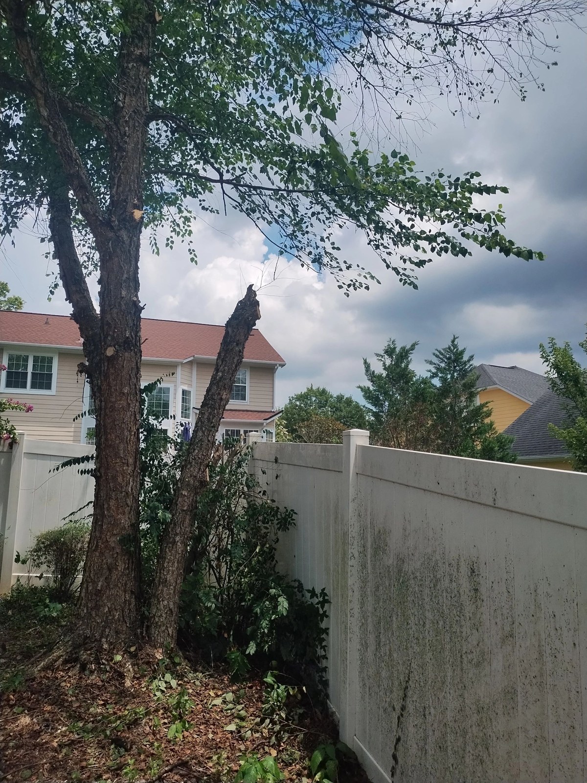 Tree Removal