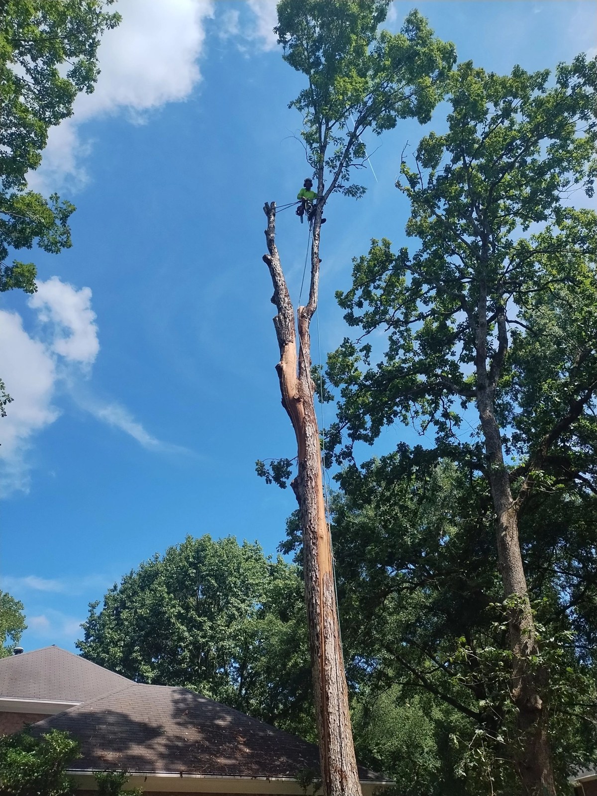 Land Clearing